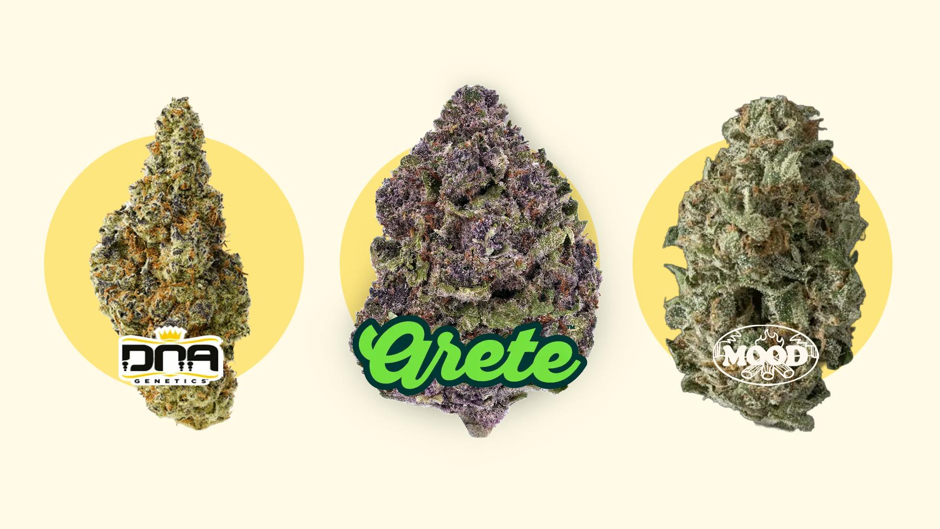 Leafly’s best THCA flower strains of 2026: Expert picks image