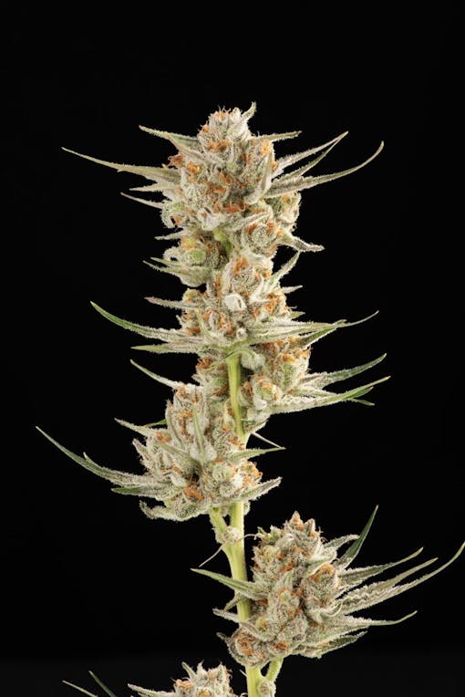 Golden Kiwi. (Courtesy Decibel Gardens)