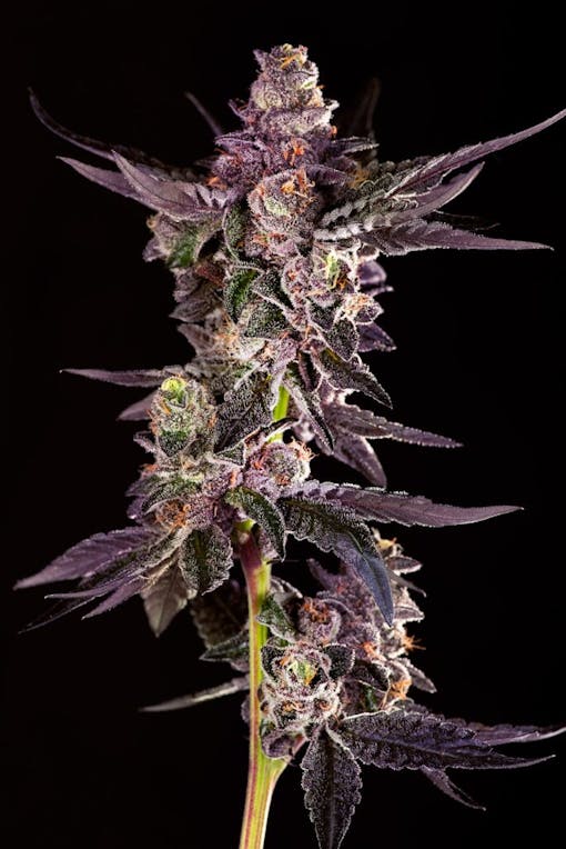 Roswell 47. (Courtesy Decibel Gardens)