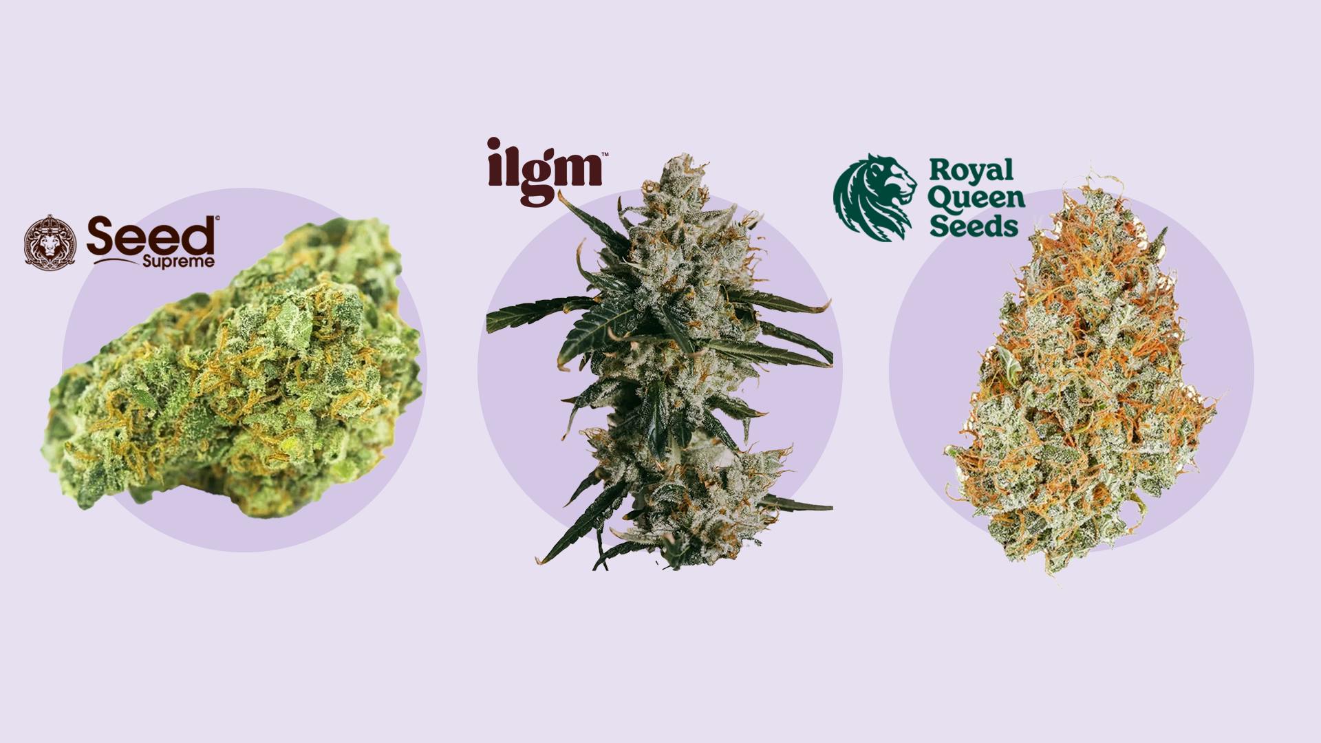 Leafly’s top 6 autoflower seed banks of 2025 image