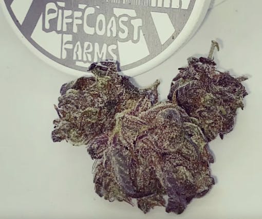 Piff Coast Farms best seeds in New York