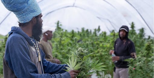 Hepworth best brands on Leafly 2025