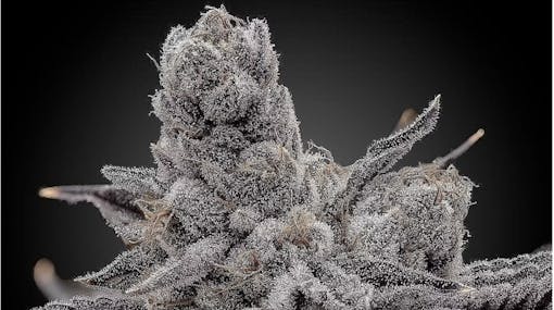 Elev8 Genetics product shot Leafly top New York homegrow brands