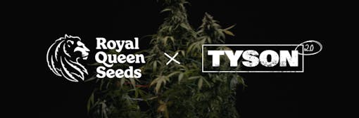 Royal Queen Seeds x Tyson 2.0