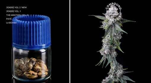 Compound Genetics seeds top brands for New York homegrowers