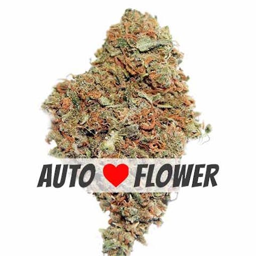 best autoflower seed banks