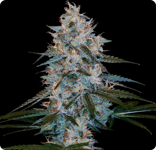 best autoflower seed banks