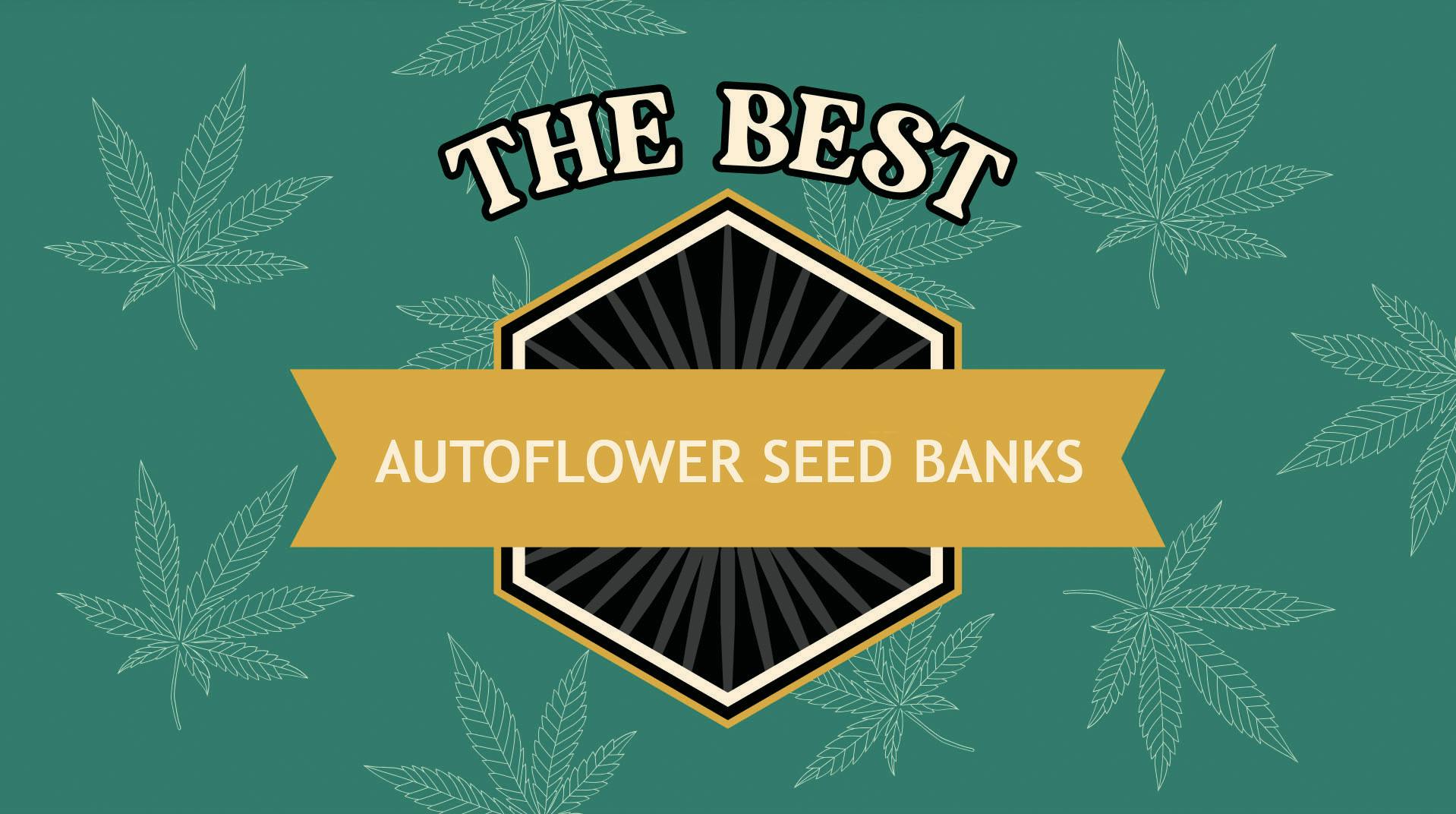 Leafly’s top 5 autoflower seed banks of 2024 image