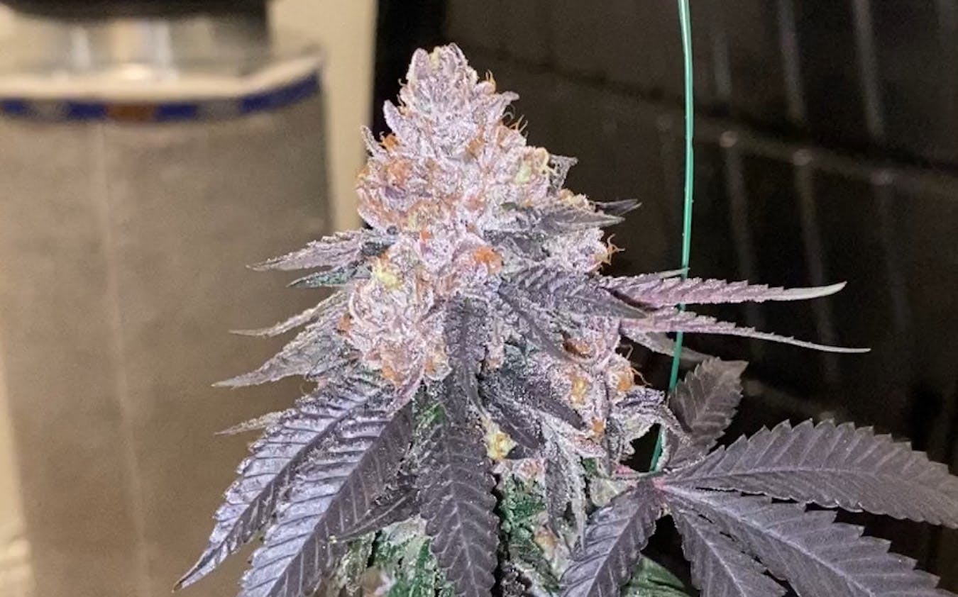 Crunch Berriez—Back Pack Boyz, CA, fall 2024 image