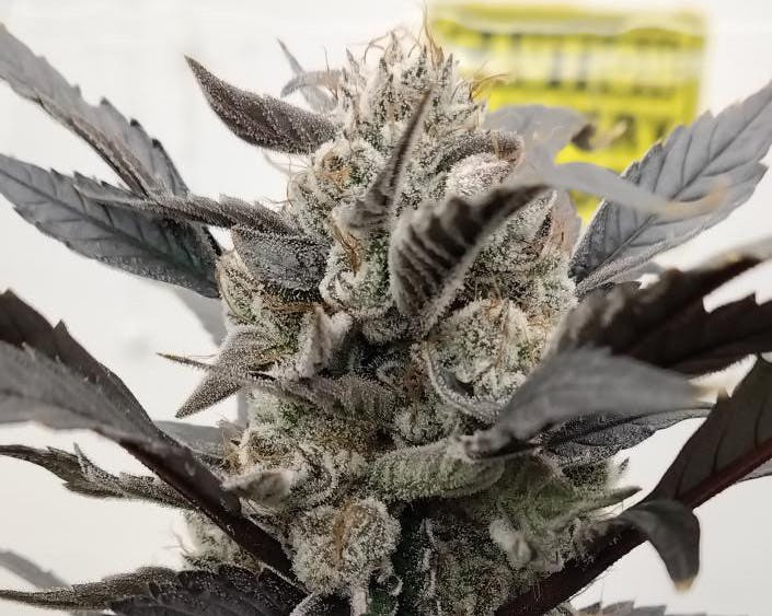 Cat Piff—The Papermill Cannabis Co., Maine, fall 2024 image