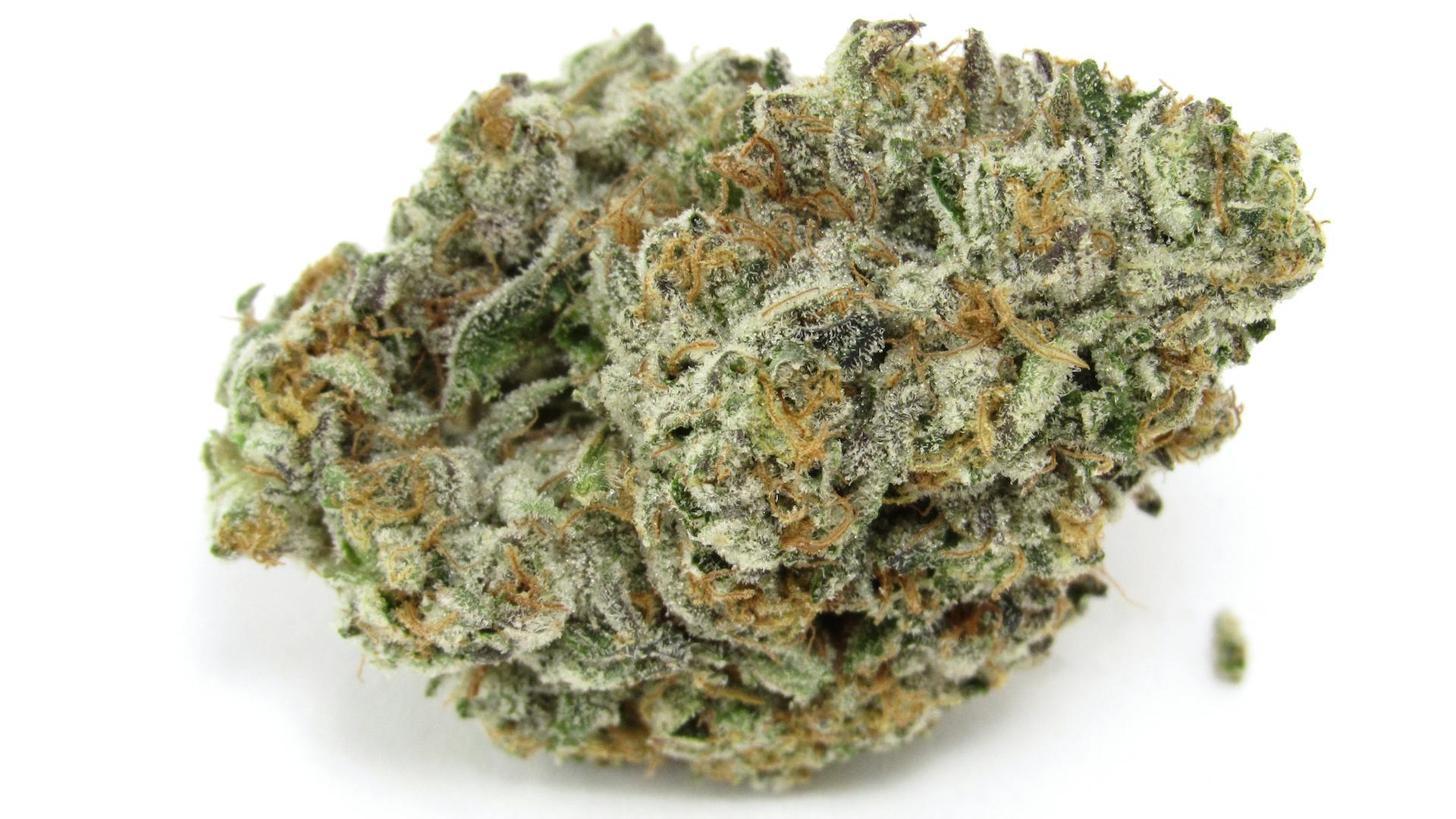 Scotties Cake – CAM, California, fall image 2024