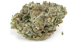 Scotties Cake CAM (David Downs Leafly)