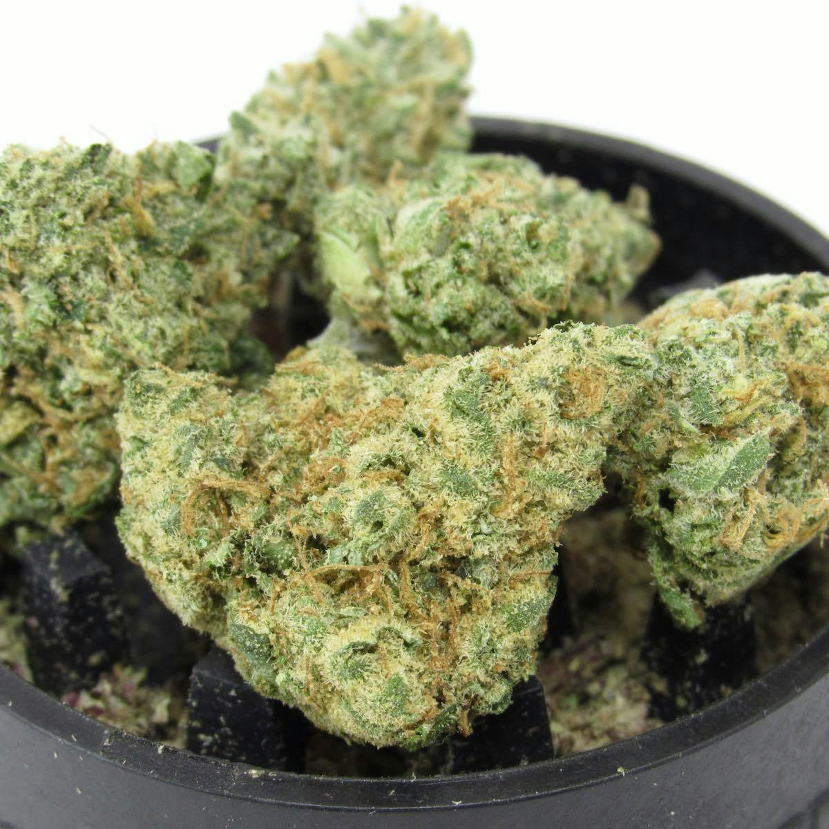 Moonbow—Flora and Flame, California, fall 2024 image