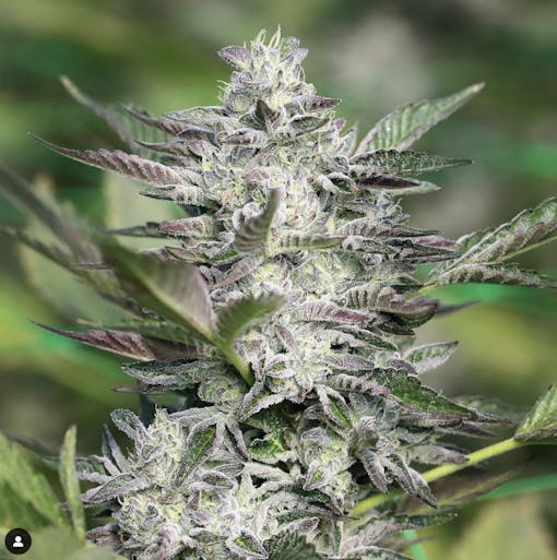 Lit Farms LCG Fritter grown by Honeydew Farms (Photo courtesy Honeydew Farms)