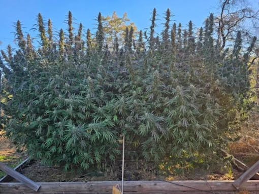 Governmint Oasis bred by Purple City Genetics. (Courtesy PCG)