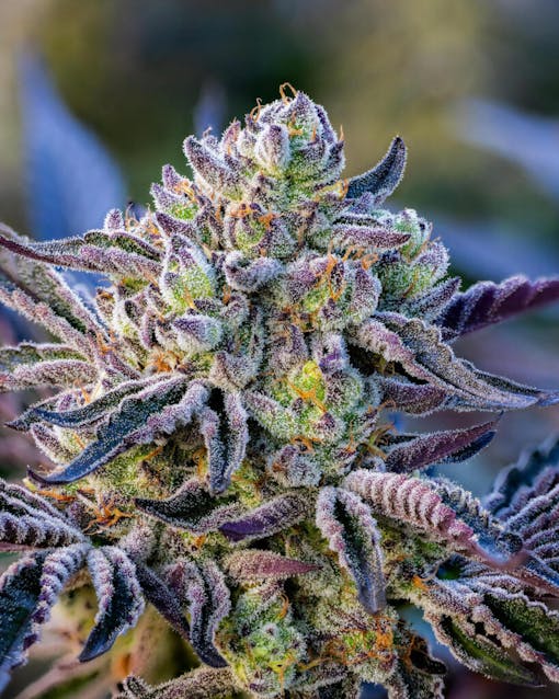 Ridgelion. (Photo by Ginja Club, courtesy Ridgeline Farms)