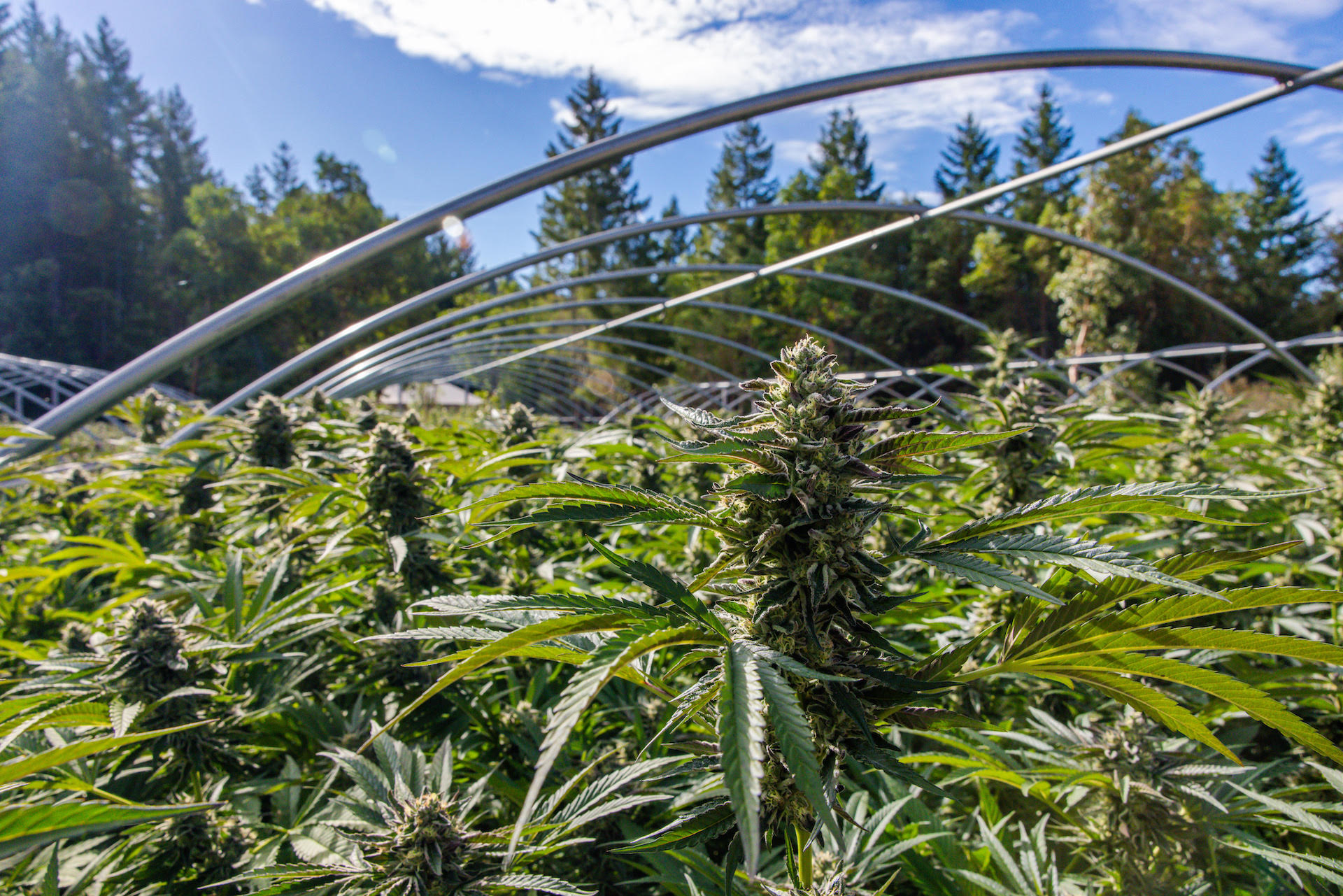 12 best cannabis strains of harvest 2024