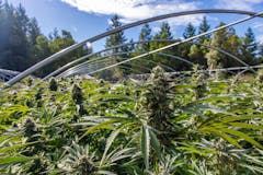 Uncovered hoops of Ridgeline Rebel. (Photo by Ginja Club. Courtesy Ridgeline Farms)