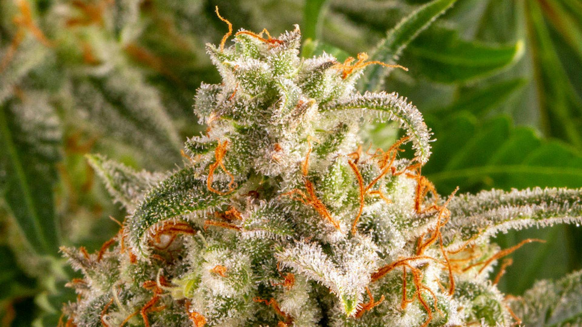 Who is the cannabis breeder Barney’s Farm? image