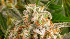 Learn about top breeder brand Barney's Farm and their new plans. (Orange Sherbert, courtesy Barney's Farm)