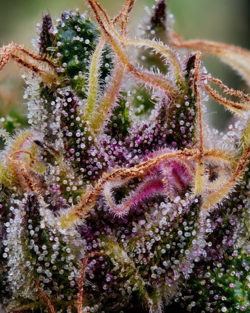 Super Boof. (Kandid Kush for Leafly)