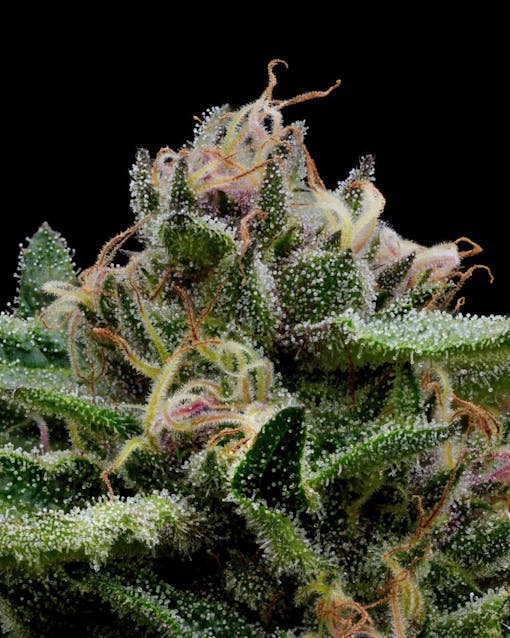 Super Boof. (Kandid Kush for Leafly)