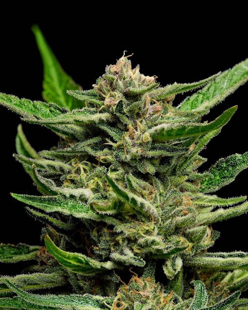 Super Boof. (Kandid Kush for Leafly)