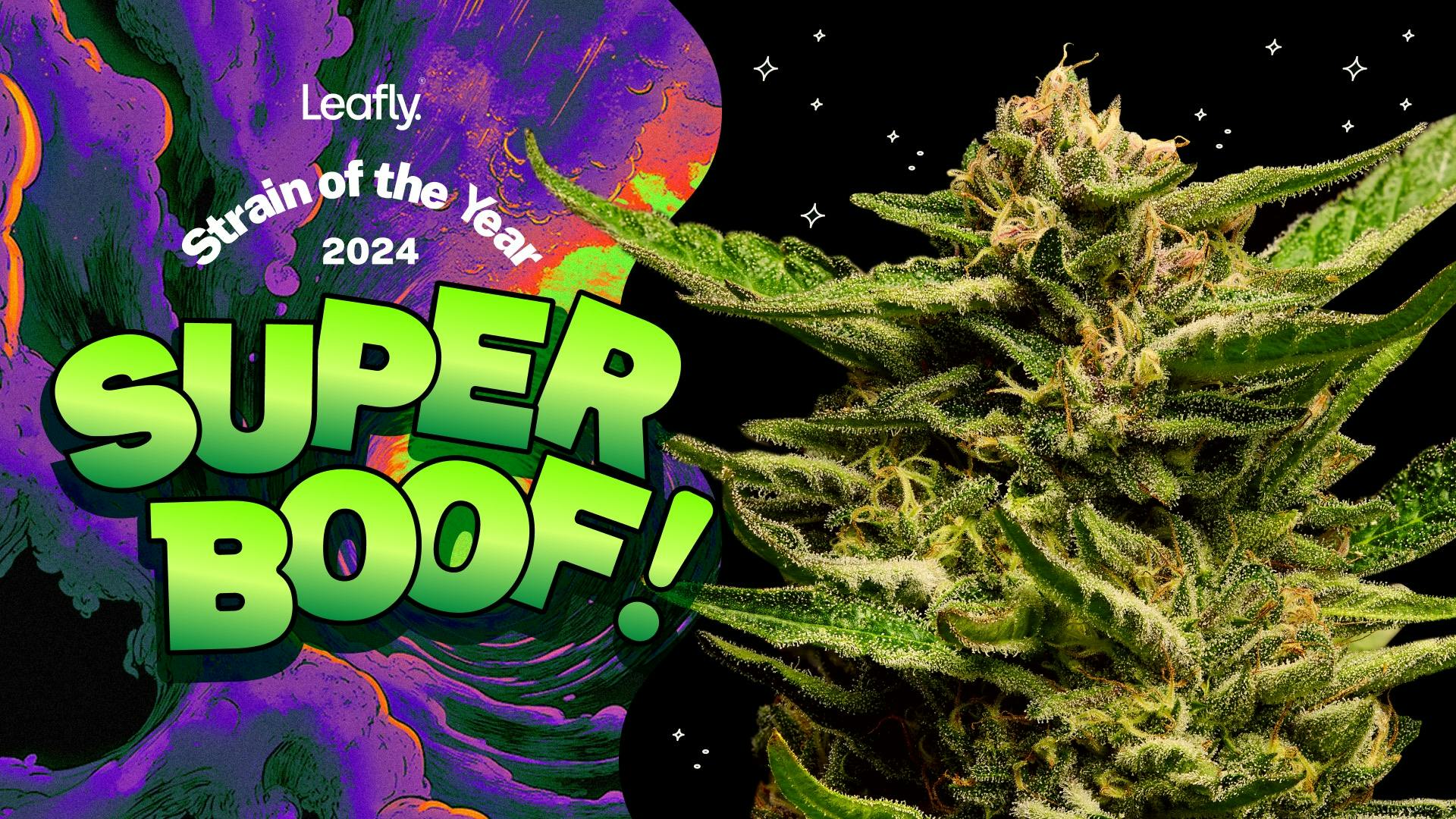 Spark joy with Super Boof—Leafly Strain of the Year 2024 image