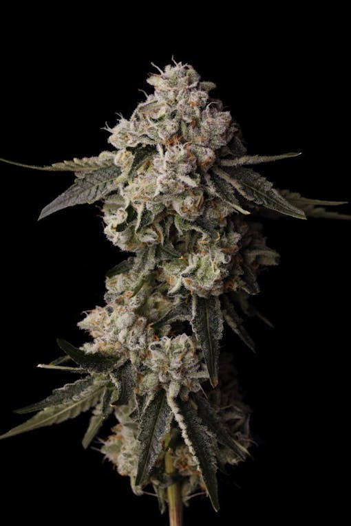Gello Shotz by Seed Junky Genetics of LA. (Courtesy Seed Junky)