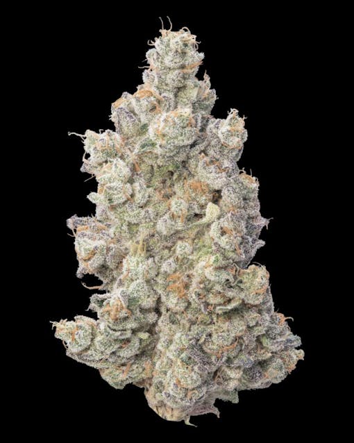 John Connor-Blume from Team Elite Genetics. (Photo by Terpenheimer, courtesy of Team Elite Genetics)