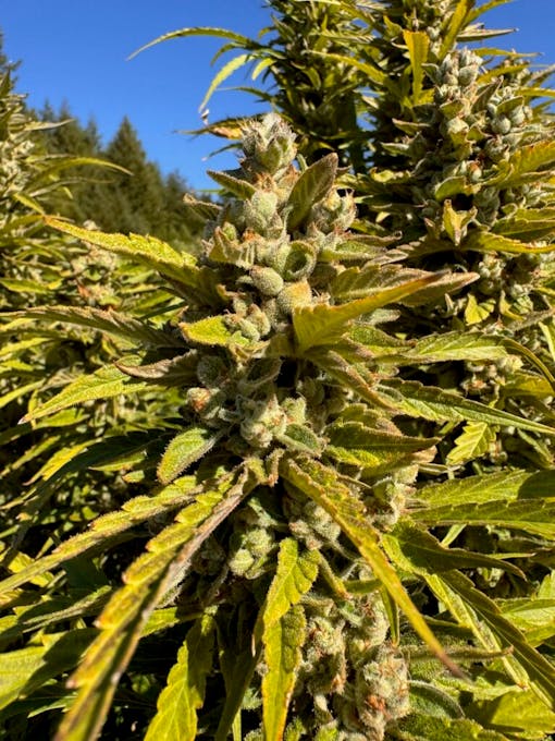 Moroccan peaches grown in Mont Verde. Arcata Fire Rosin. (Photo courtesy of Arcata Fire)