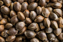 David Downs’ sickest weed genetics picks of 2025 image