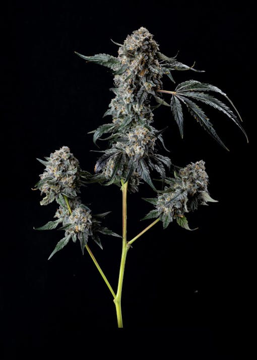 Oakland Runtz #25. (Mit freundlicher Genehmigung von Phinest)