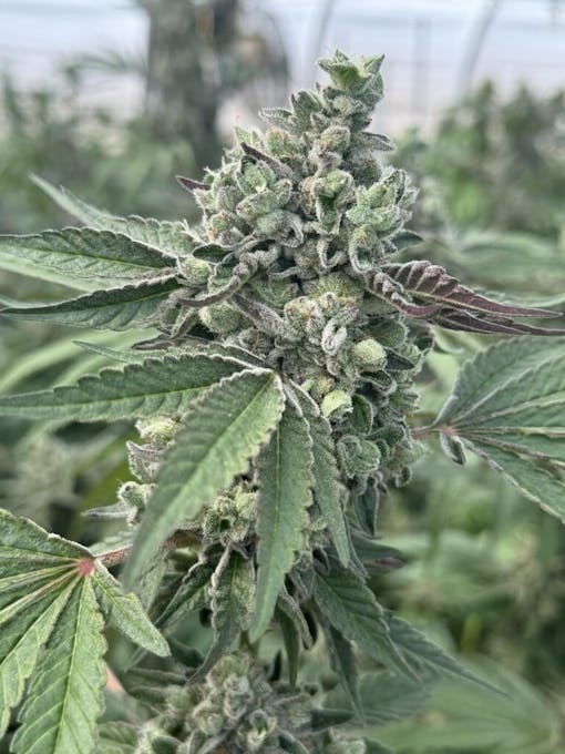 Gasabfall. (Mit freundlicher Genehmigung von Krämpfen)