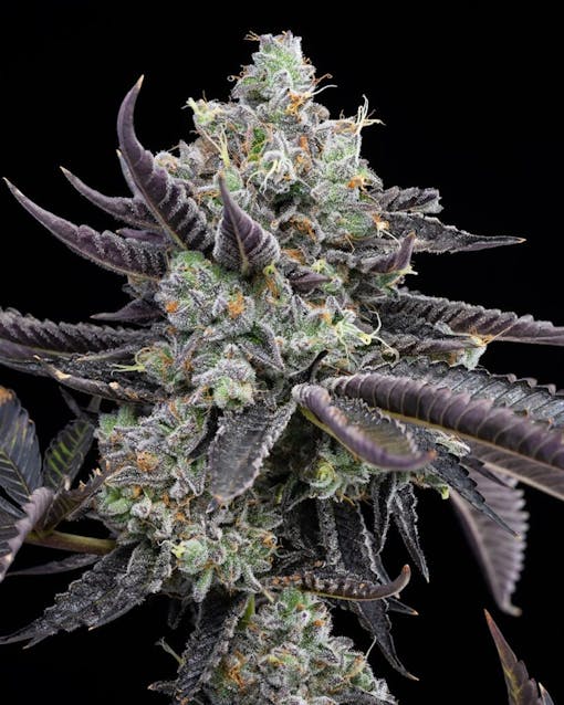 Krawatte sterben (Eifersucht x Sonnenuntergang Sherbert). (Mit freundlicher Genehmigung von Cookies Seed Bank)