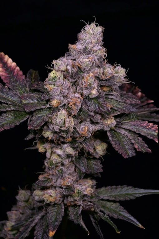 Zsunami. (Mit freundlicher Genehmigung von Archivsaatbank)