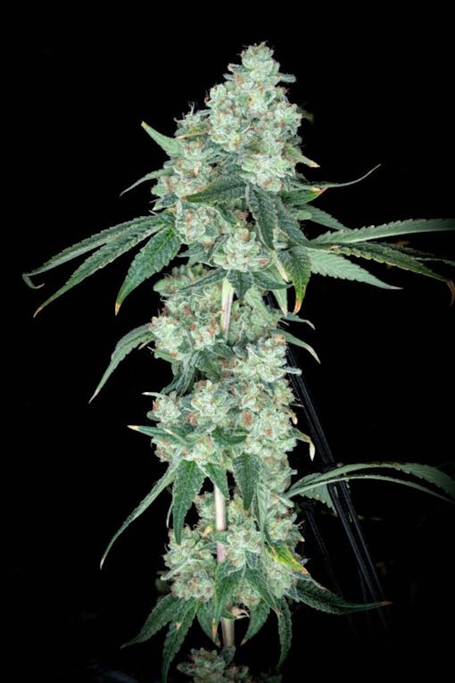 Some protean OG and Sour traits on display from Rebel Grown. (Courtesy Rebel Grown)