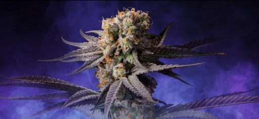 Rythm flower on Leafly