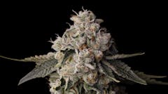 Gello Shotz by Seed Junky Genetics of LA. (Courtesy Seed Junky)