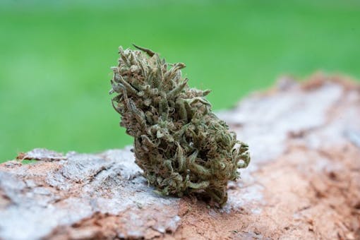 Four instructions - a St. Patrick's Day election. (Jackie Bryant)