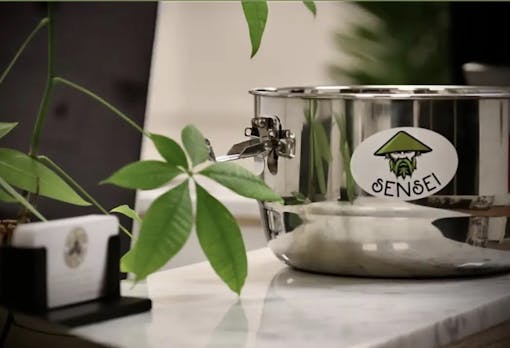 Sensei Cultivation Sensei Cult NY cannabis cultivation