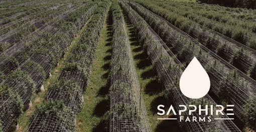 Sapphire Famrs and Leal Organics best flower in New York