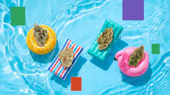 Best cannabis strains for summer 2026 include Blue Nerds, Jack of Diamonds, Kombucha, and more.