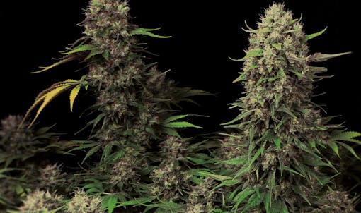 Paradise seeds growing