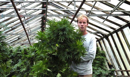 Paradise seeds growing