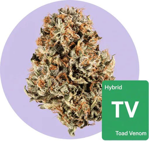Toad Venom cannabis bud with strain tile