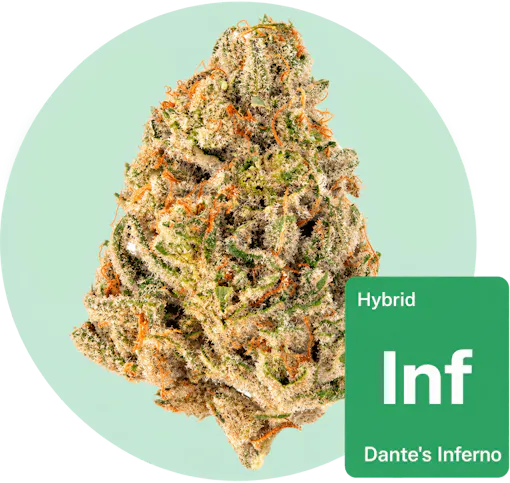 Dante's Inferno cannabis bud with strain tile