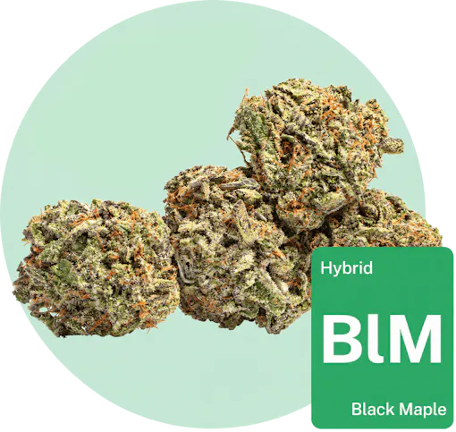 Black Maple cannabis bud with strain tile