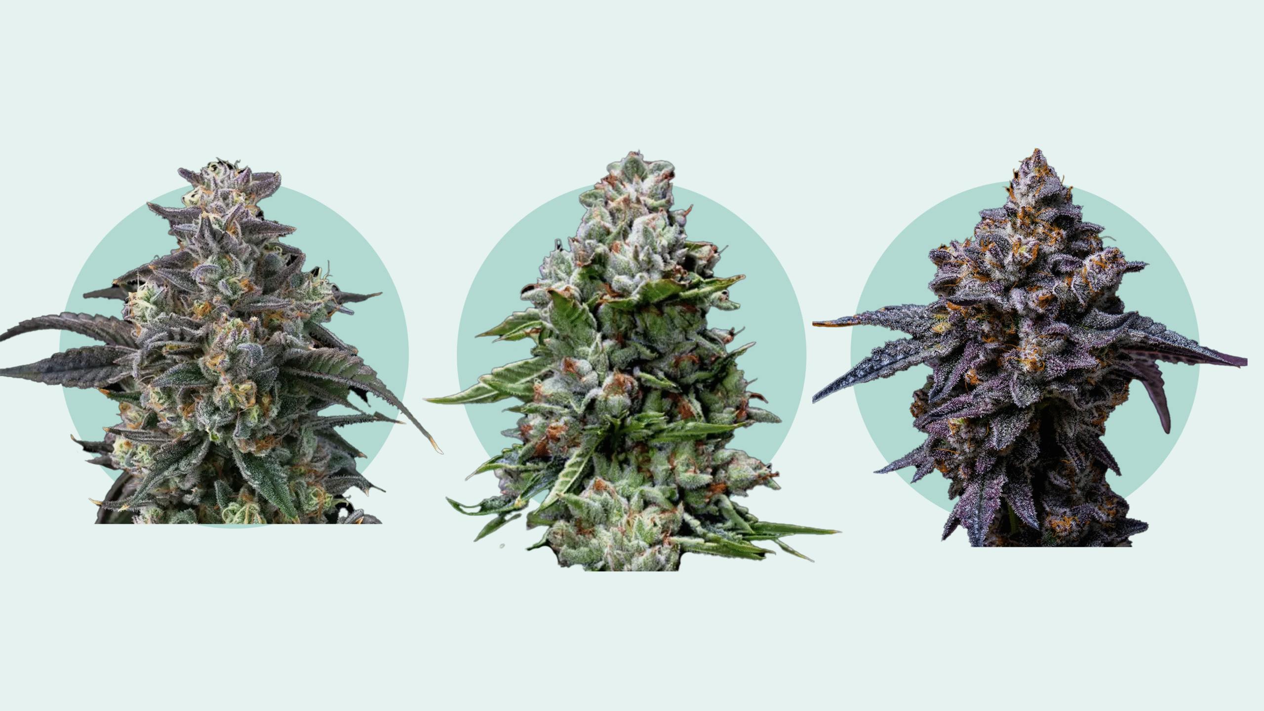 Leafly’s top 6 feminized seeds of 2025 image
