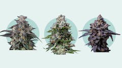 Best feminized seeds feature image.